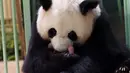 Panda raksasa Huan Huan bersama anak kembarnya yang baru dilahirkan berada dalam kandang di Beauval Zoo, Saint-Aignan-sur-Cher, Prancis, 1 Agustus 2021. Huan Huan yang berarti "Bahagia" dalam bahasa China adalah panda betina yang dipinjamkan China ke ZooParc de Beauval. (Guillaume SOUVANT/AFP)