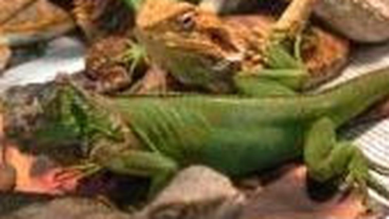 5. Bearded Dragon