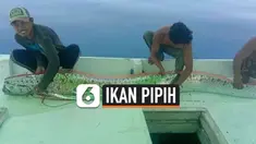 THUMBNAIL IKAN OARFISH