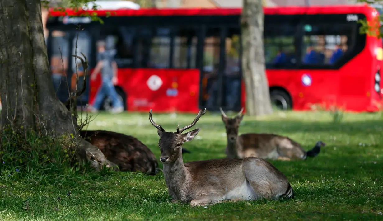 Beberapa ekor rusa bera beristirahat di halaman berumput di area permukiman di London, Inggris (8/4/2020). Rusa yang biasanya terlihat di taman bermunculan di area permukiman London selama karantina wilayah (lockdown) berskala nasional dalam upaya memerangi pandemi Covid-19. (Xinhua/Han Yan)