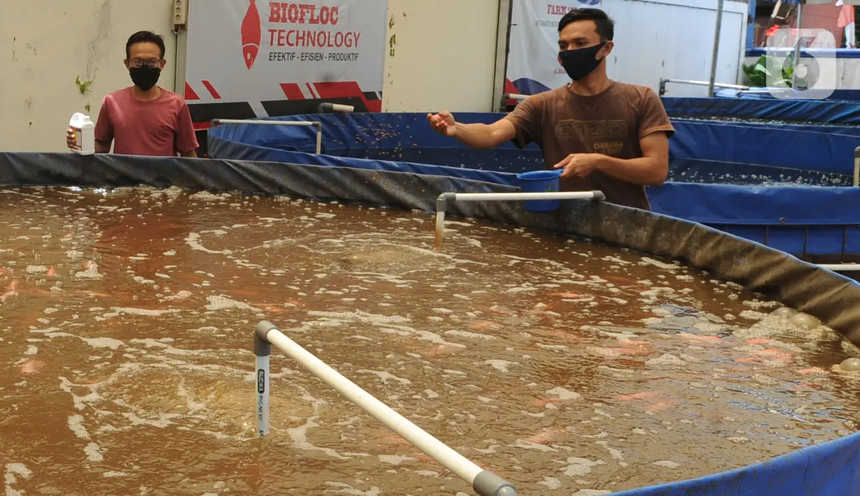 Petani memberi pakan pada ikan nila yang dibudidayakan dengan sistem bioflok di Rumah Al-Balat, Bojongsari, Depok, Kamis (18/2/2021). Kenaikan harga ikan  nila dipicu matinya ribuan ton  ikan nila pada areal tambak apung di berbagai waduk di Pulau Jawa. (merdeka.com/Arie Basuki)