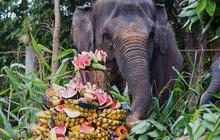 FOTO: Pesta Buah untuk Nurhayati dan Kama di Hari Gajah Sedunia