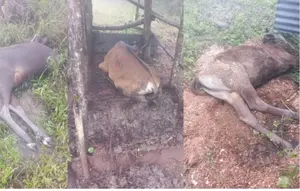 49 Ekor Sapi Milik Warga Mati Kedinginan