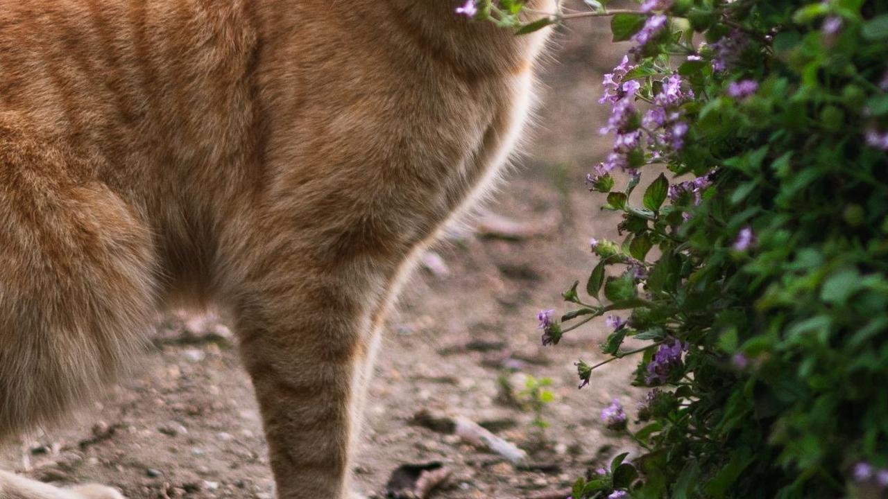 Kucing Hamil Berapa Bulan? Berikut Penjelasan Lengkapnya