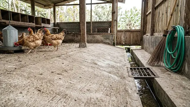 Kandang Ayam
