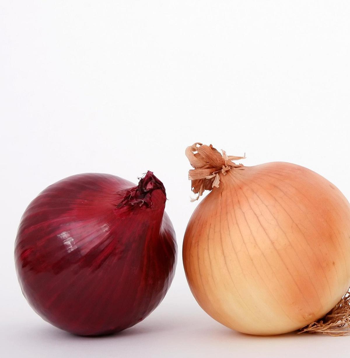 ilustrasi bawang