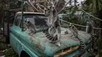 Lemur ekor cincin duduk di atas kap truk sambil mengemil di dalam Kebun Binatang Buin di Santiago, Selasa (15/6/2021). Kebun binatang swasta terbesar di Chile itu membutuhkan sponsor untuk membantu keuangan tempat tersebut, yang sedang mengalami situasi ekonomi yang serius. (AP Photo/Esteban Felix)