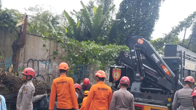 dua orang tewas tertimpa pohon di Yogya
