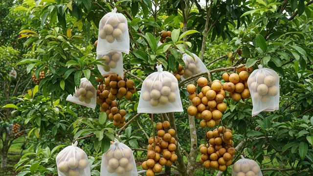 Cara Berongsong Buah Duku Agar Tidak Kena Hama