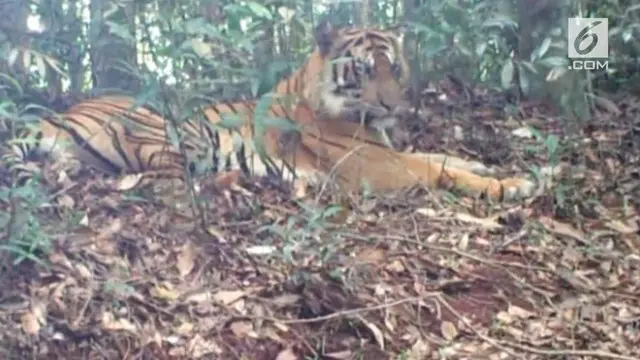 Populasi harimau sumatera di Provinsi Riau terus menurun, karena berbagai faktor diantaranya perburuan liar dan konlflik dengan manusia. Belakangan ini pihak BKSDA Riau merilis penampakan 3 ekor anak harimau Sumatera.