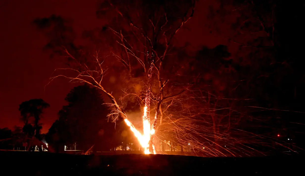 Sebuah pohon terbakar akibat kebakaran hutan di sekitar kota Nowra, negara bagian New South Wales, Australia, Selasa (31/12/2019). Kebakaran hutan ini diketahui telah menghanguskan ratusan rumah warga. (AFP/Saeed Khan)