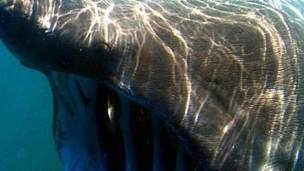 2. Hiu Basking atau Hiu Penjemur<br>