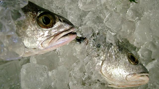 Cara Menyimpan Ikan Tanpa Dimasukkan Kulkas