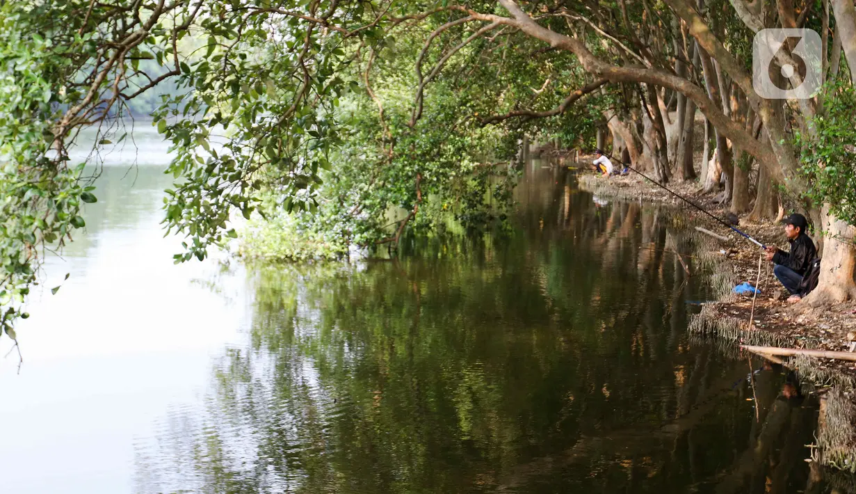 Tak hanya itu, di tempat ini pengunjung bisa menikmati memancing yang berada di samping hutan mangrove tersebut. (Liputan6.com/Herman Zakharia)