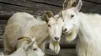 75 ekor kambing dipecat dari pekerjaan mereka karena tidak becus saat bekerja