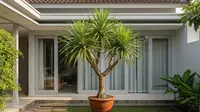 10 Jenis Tanaman Pot Luar Rumah yang Mudah Dirawat, Tahan Panas dan Hujan
