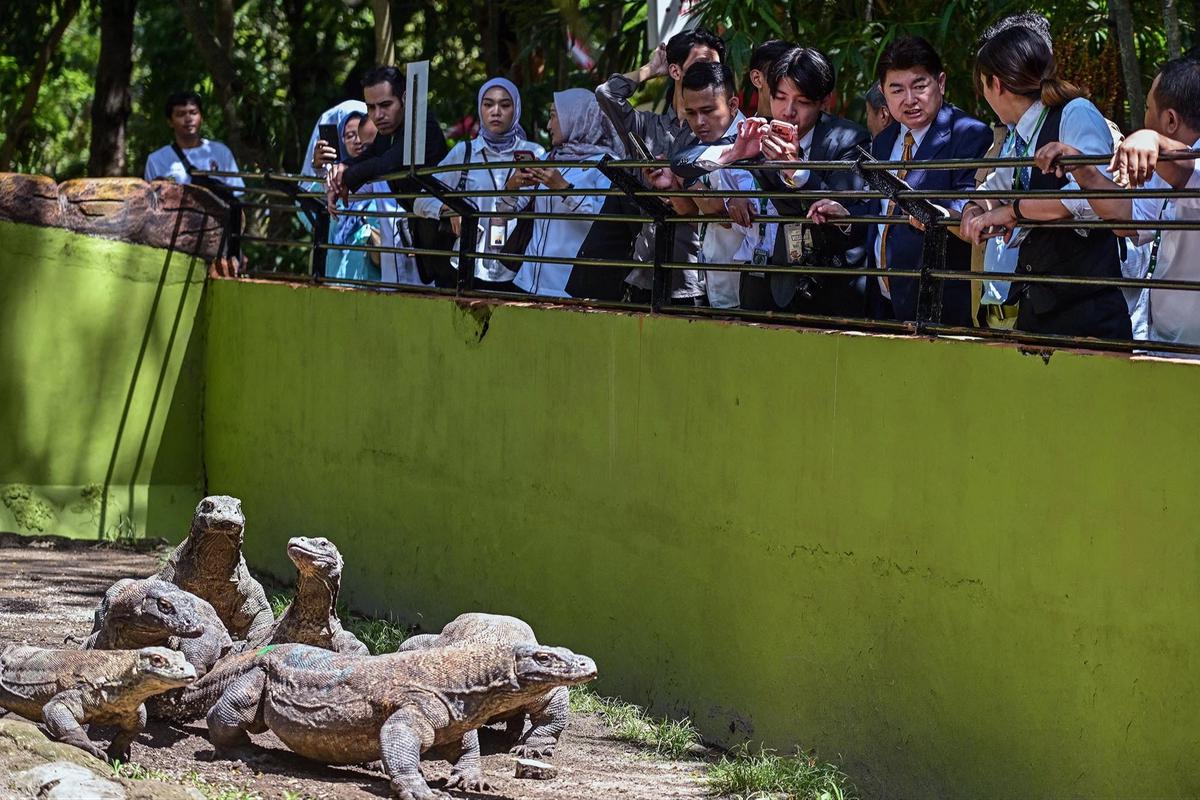 FOTO: KBS Pinjamkan Komodo Selama 5 Tahun untuk Program Konservasi Jepang