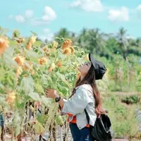 Taman Dewari, lautan bunga matahari yang akan buatmu takjub. (Sumber Foto: Instagram/tamandewari)