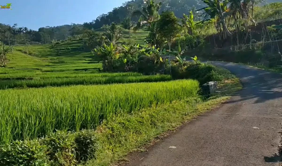 Tetap hijau walau musim kemarau