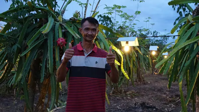 Petani buah naga di Ambon, Sugiyono, menjadi salah satu yang memanfaatkan listrik PLN