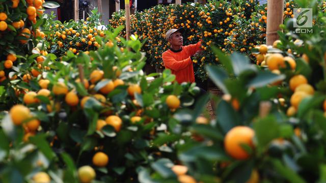 Berburu Jeruk Keberuntungan Untuk Perayaan Imlek