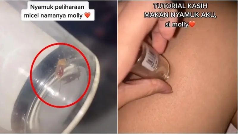 Viral, Video Perempuan Pelihara Seekor Nyamuk Ini Curi Perhatian