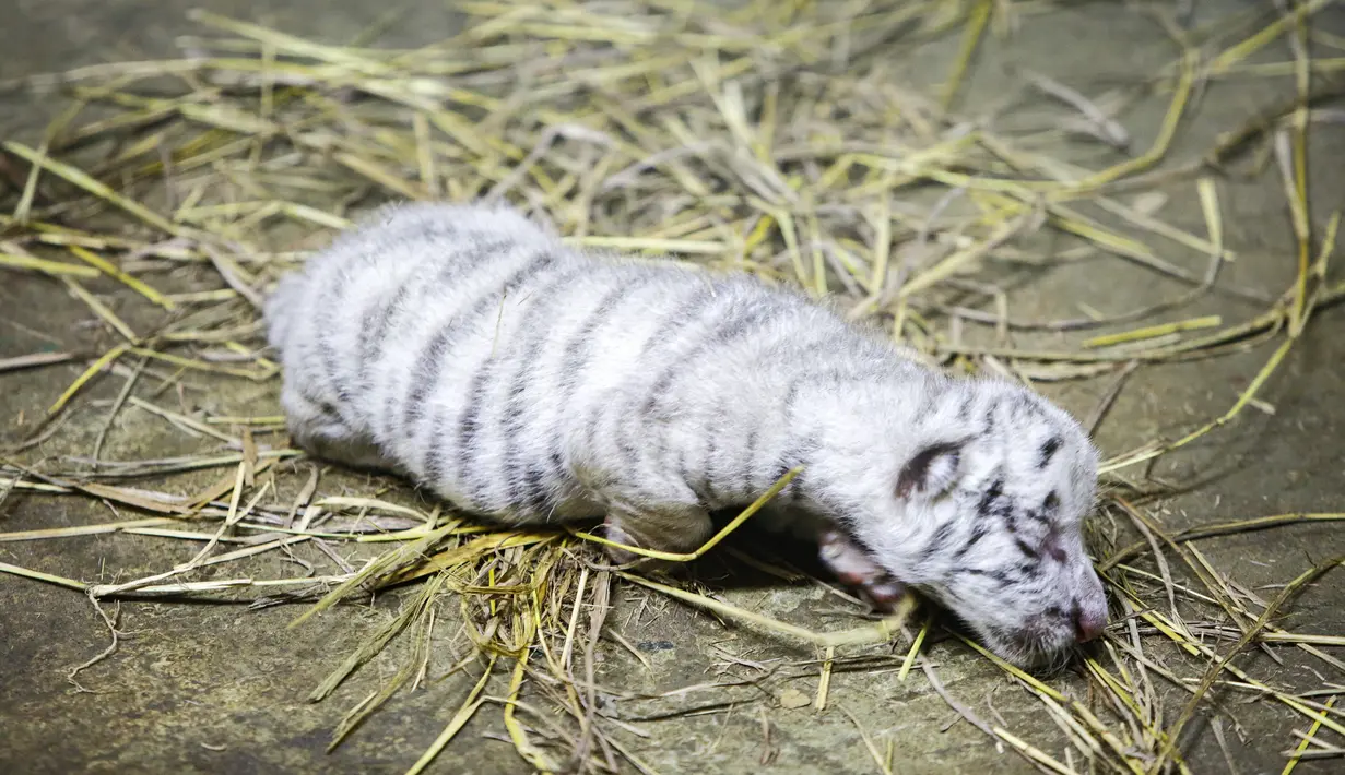 Seekor anak harimau putih berusia dua hari di kebun binatang di Managua, Nikaragua pada Rabu (3/11/2021). Tiga anak harimau putih yang baru lahir diberi makan dengan kolostrum dari seekor kambing yang baru lahir karena induknya menolak untuk menyusui mereka. (OSWALDO RIVAS / AFP)