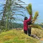 Petani panen padi di Desa Cingebul, Lumbir, Banyumas. (Foto: Liputan6.com/Muhamad Ridlo)