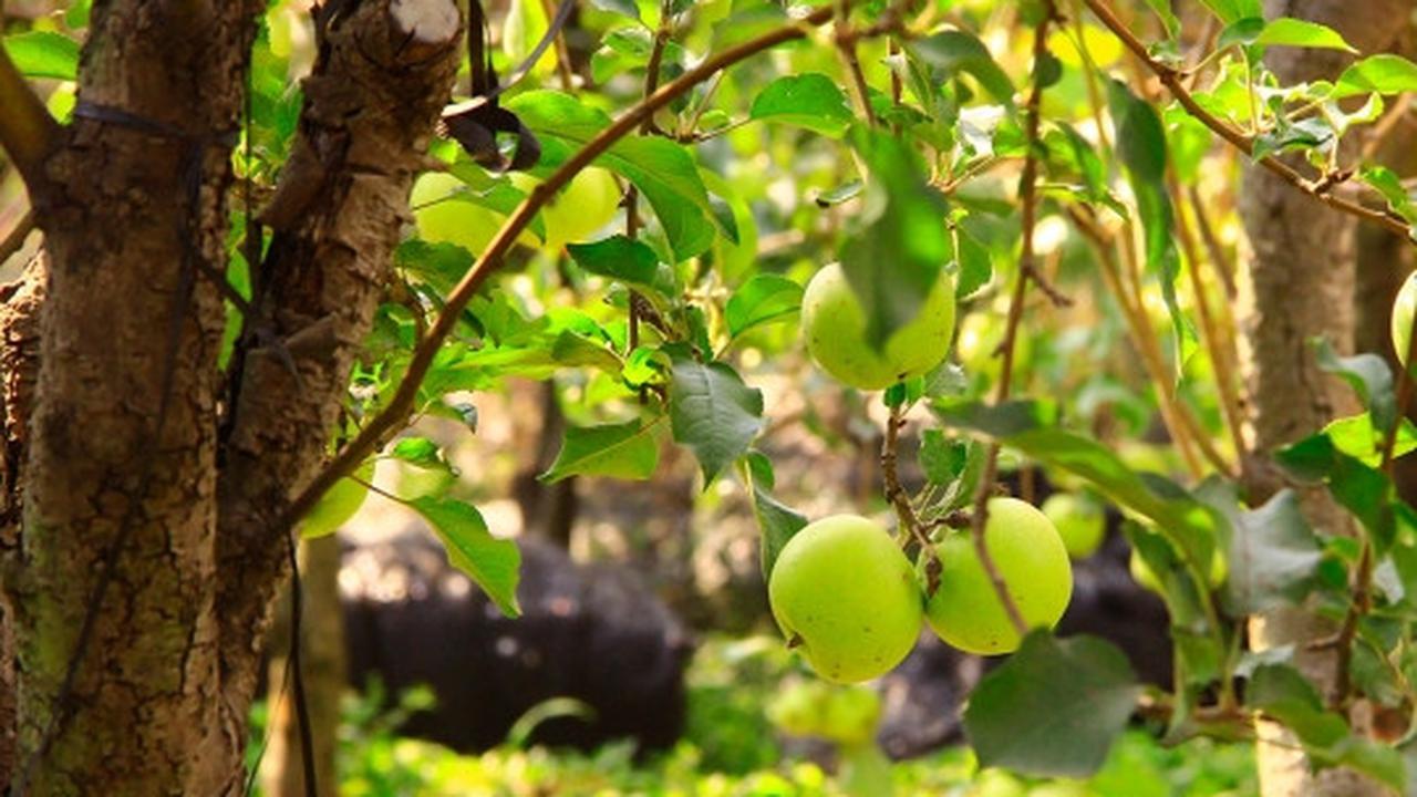 Beragrowisata ke kebun apel di Kota Batu