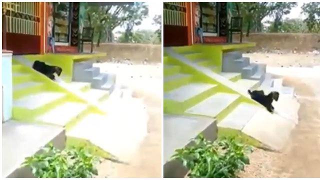 6 Potret Hewan Main Perosotan Ini Kocak, Tampak Gembira Bak Manusia