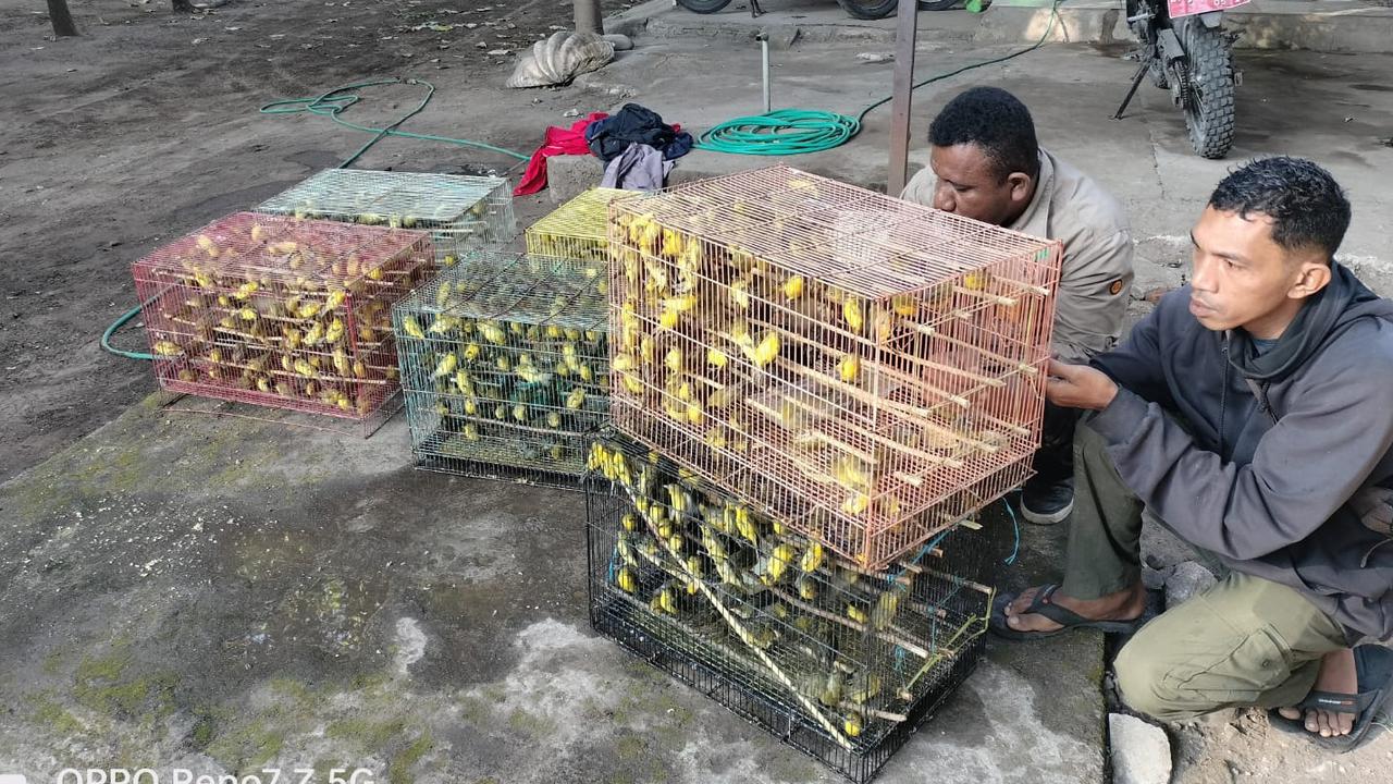 Aparat Gagalkan Upaya Penyelundupan 1.260 Ekor Burung Pleci Kacamata Jawa dari NTT ke Surabaya