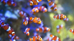 Sejumlah ikan badut Ocellaris berenang di Ocearium Le Croisic, Perancis, (06/12/2016). (AFP PHOTO/Loic VENANCE)