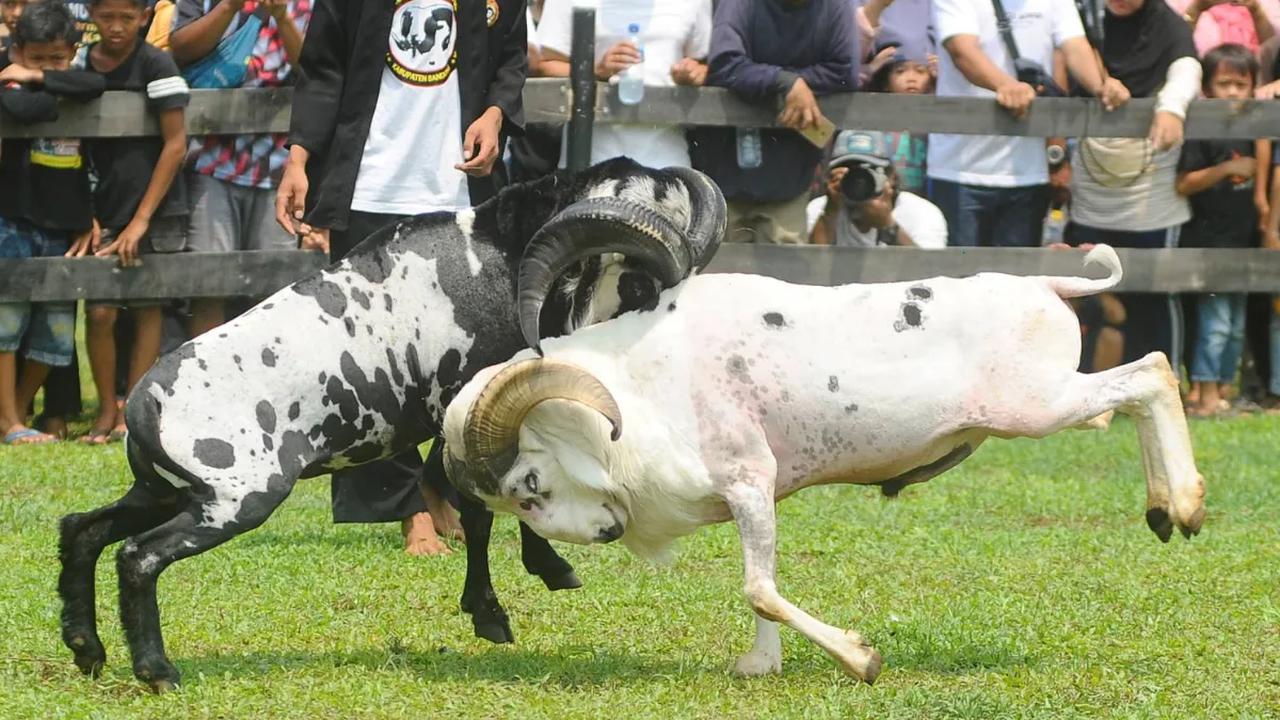 Festival Ternak dan Seni Ketangkasan Domba Garut (SKDG) digelar di  halaman Stadion Pakansari, Cibinong, Bogor, Minggu (12/11/2023).