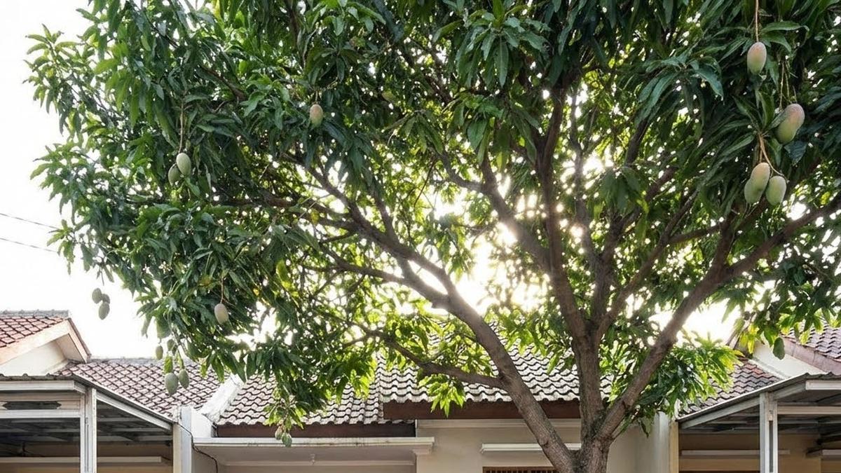 12 Pohon Buah dengan Manfaat Luar Biasa yang Wajib Ditanam di Rumah, Memberikan Banyak Khasiat