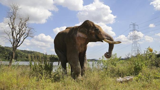Pada 6 Oktober 2016, gajah jantan Asia yang terluka, dikenal sebagai Sidda dari Bendungan Manchinbele, pinggiran Bangalore, India. (source: AP/Aijaz Rahi)