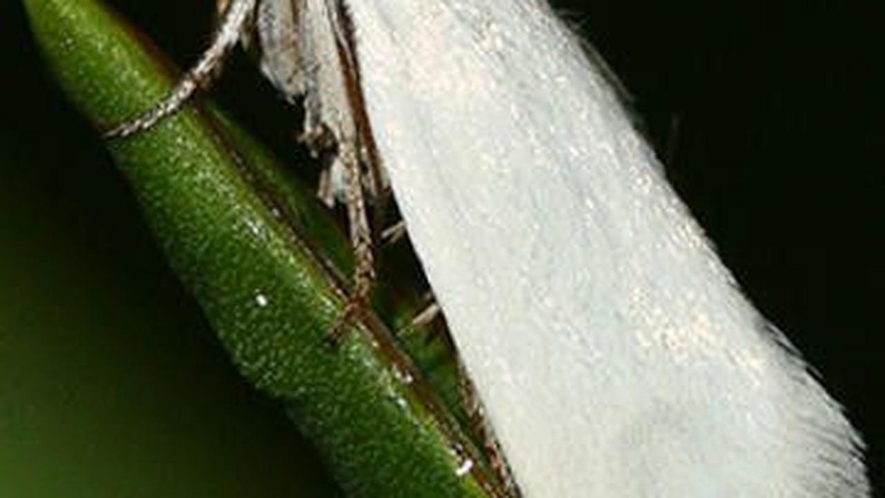 8. Ngengat Yucca<br>
