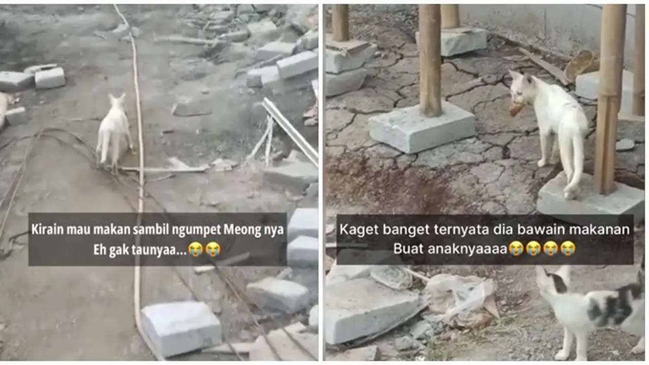 Viral Kucing Antar Makan untuk Anaknya Bikin Haru, Hewan Juga Punya Rasa Peduli