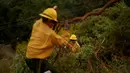 Kebakaran hutan ini juga memaksa ratusan penduduk mengungsi pada hari Minggu (8/9/2024). (AP Photo/Eric Thayer)