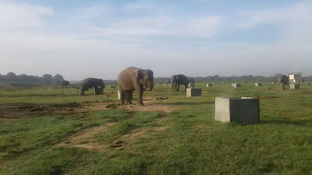 Gajah Sumatera