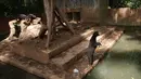 Sejumlah beruang madu berada di dalam kandang Kebun Binatang Bandung, Jawa Barat, Rabu (18/1). Beruang madu itu pun berada di dalam kandang yang kotor. Disebutkan pula seekor beruang terlihat kurus dan memakan fesesnya sendiri. (TIMUR MATAHARI / AFP)