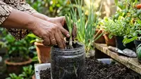 Cara Menanam Daun Bawang dari Batang, Panduan Lengkap agar Cepat Tumbuh dan Panen Berulang