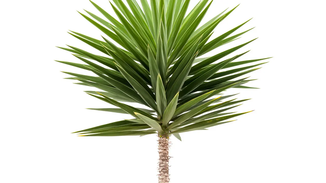 Tanaman hias yucca