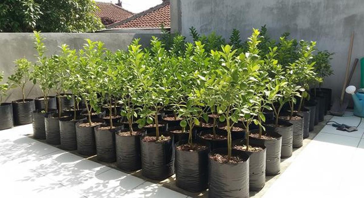 7 Ide Kebun Jeruk Nipis Ekonomis di Teras Rumah, Cocok untuk Stok Dapur Sehari-Hari