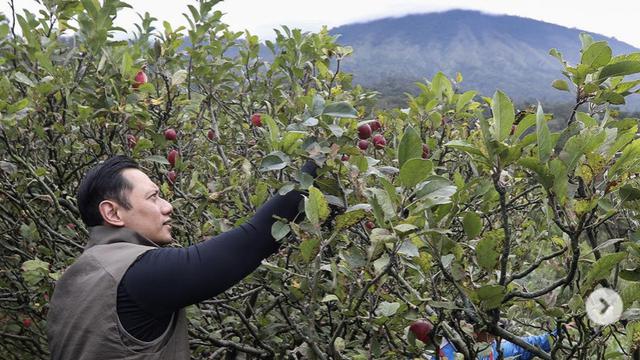 Ketua Umum Partai Demokrat Agus Harimurti Yudhoyono (AHY) mengunggah foto sedang berada di kebun apel malang di Batu Malang, Jawa Timur.