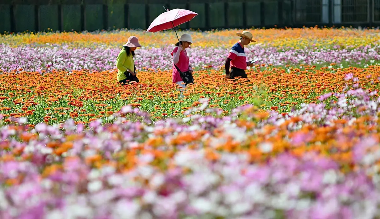 Pengunjung berjalan melewati pola bunga selama festival bunga di Taoyuan pada tanggal 10 November 2023. (Sam Yeh/AFP)