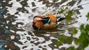 Bebek mandarin muncul di sebuah kolam di Central Park, New York, Selasa (27/11). Penampilannya yang cantik dan kemunculannya yang secara tiba-tiba menjadikan bebek tersebut populer beberapa pekan lalu. (Don EMMERT / AFP)