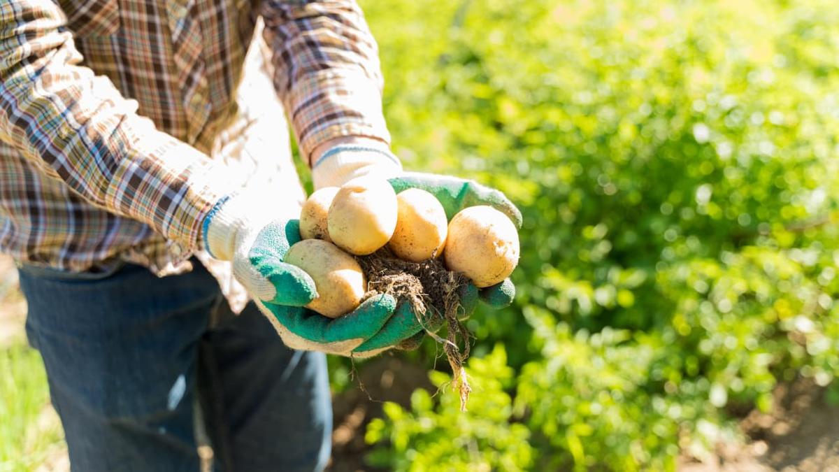 Cara Menanam Kentang di Pot, Sumber Karbohidrat Langsung dari Rumah