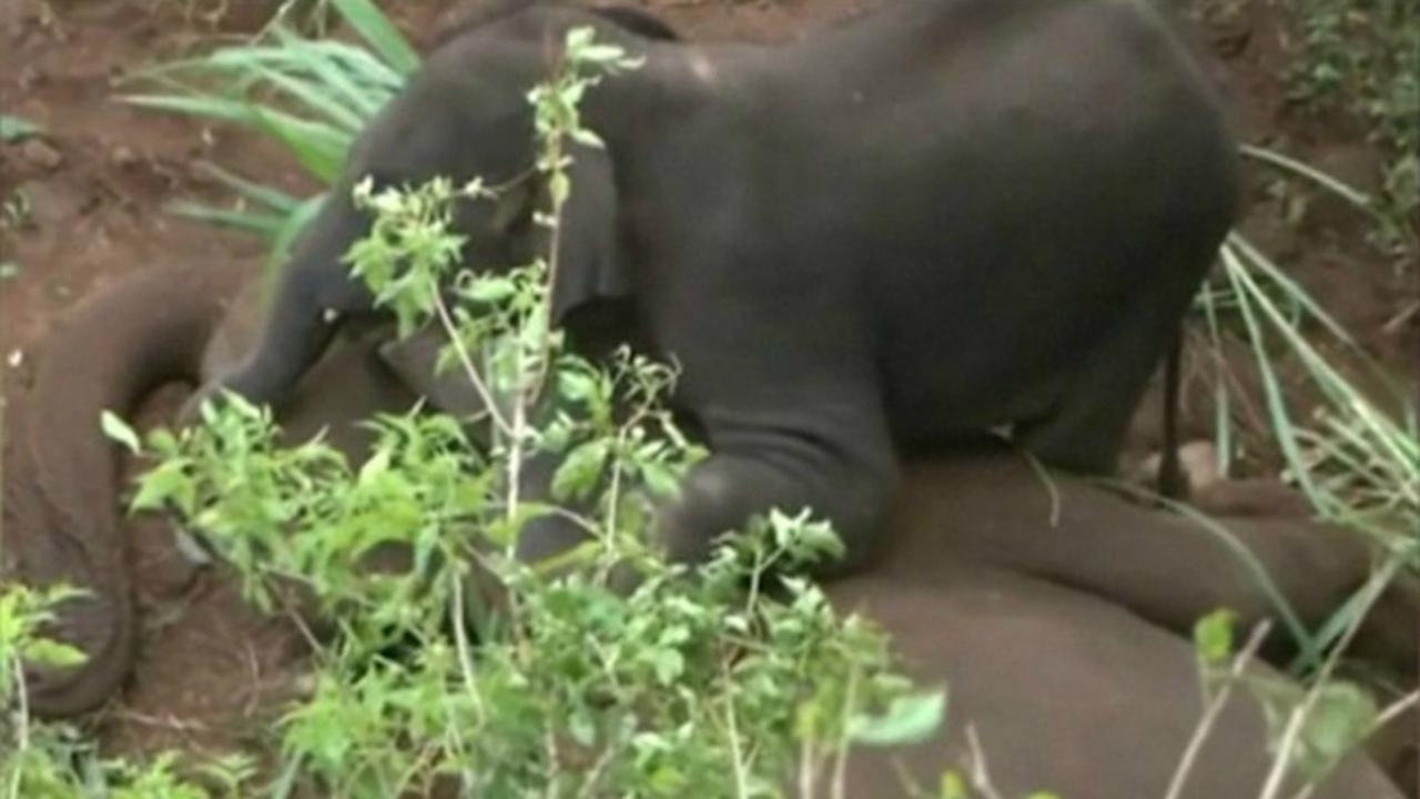 Induk gajah tragis (0)