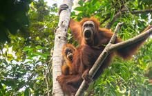 FOTO: Puluhan Orangutan Tapanuli Tewas Akibat Longsor di Batang Toru