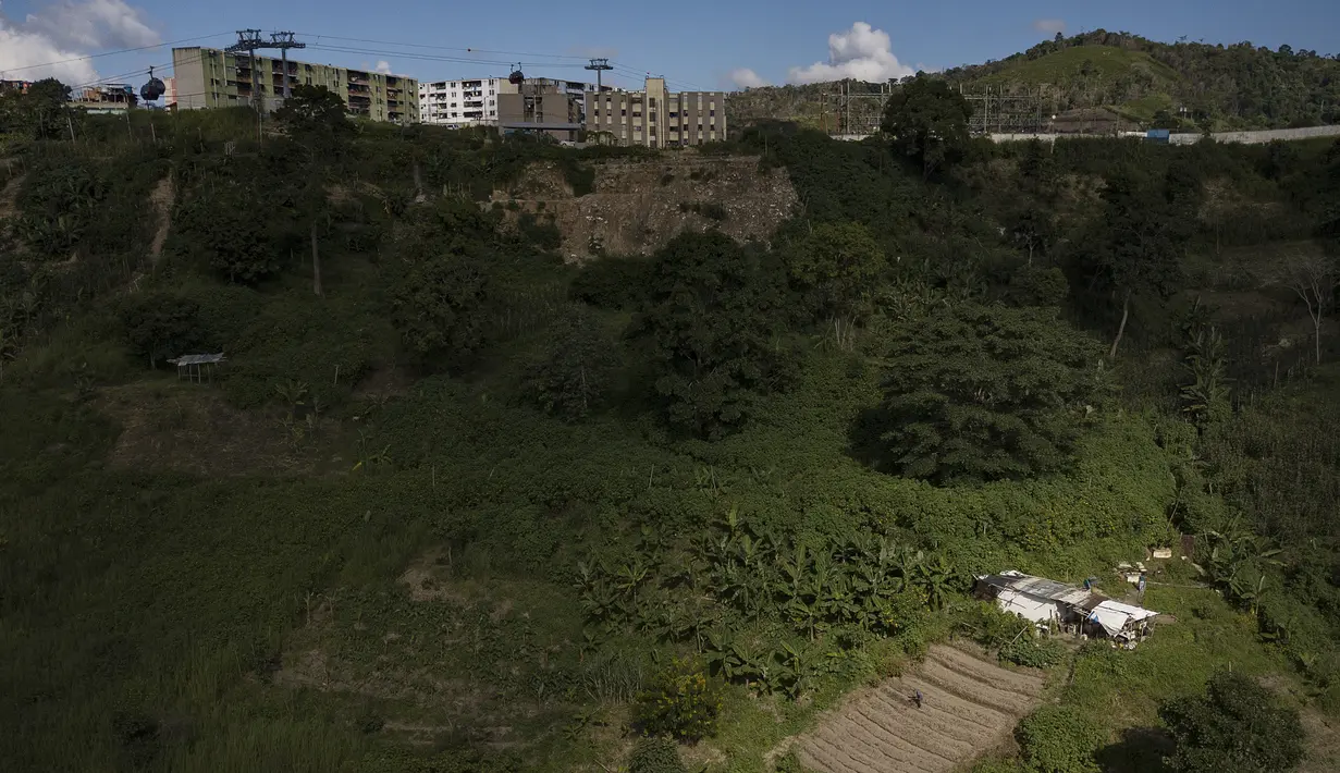 Eulices Cortez menyiapkan sebidang tanah untuk menanam kacang di lingkungan La Dolorita di Caracas, Venezuela (13/9/2020). Hasil panen dijual untuk mengatasi situasi keuangan mereka karena krisis ekonomi yang meningkat yang diperparah oleh pandemi virus corona. (AP Photo/Matias Delacroix)